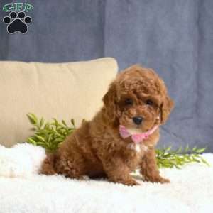 Minnie, Toy Poodle Puppy
