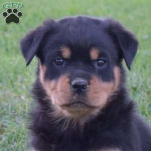 Minnie, Rottweiler Puppy