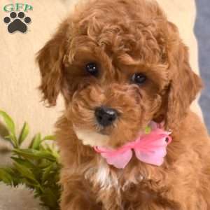 Minnie, Toy Poodle Puppy