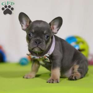 Miranda, Frenchton Puppy