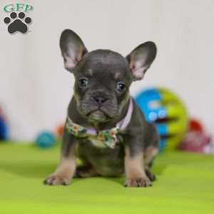 Miranda, Frenchton Puppy