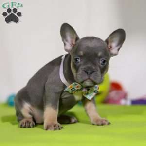 Miranda, Frenchton Puppy