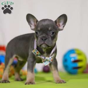 Miranda, Frenchton Puppy