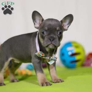 Miranda, Frenchton Puppy