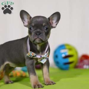 Miranda, Frenchton Puppy