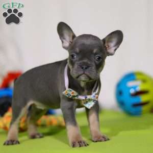 Miranda, Frenchton Puppy