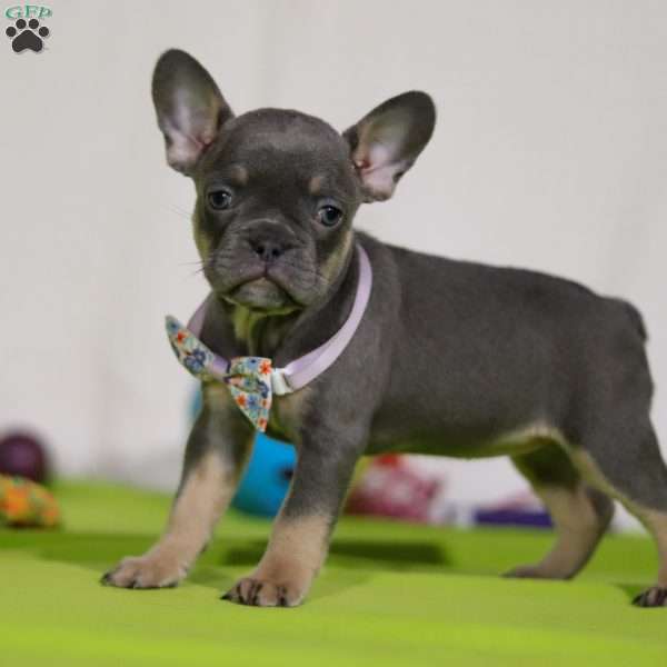 Miranda, Frenchton Puppy