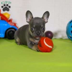 Miranda, Frenchton Puppy