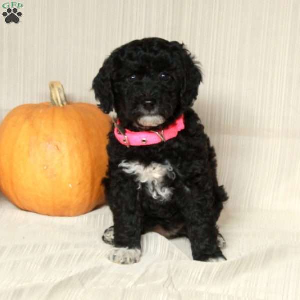 Misty, Mini Bernedoodle Puppy