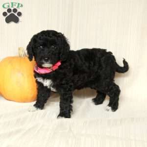 Misty, Mini Bernedoodle Puppy