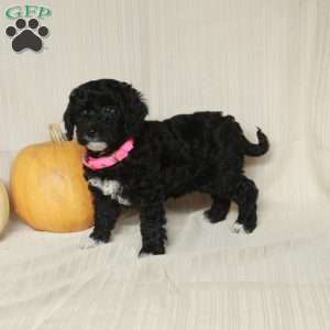 Misty, Mini Bernedoodle Puppy