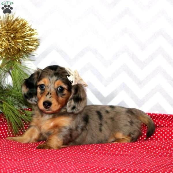 Misty – Mini, Dachshund Puppy