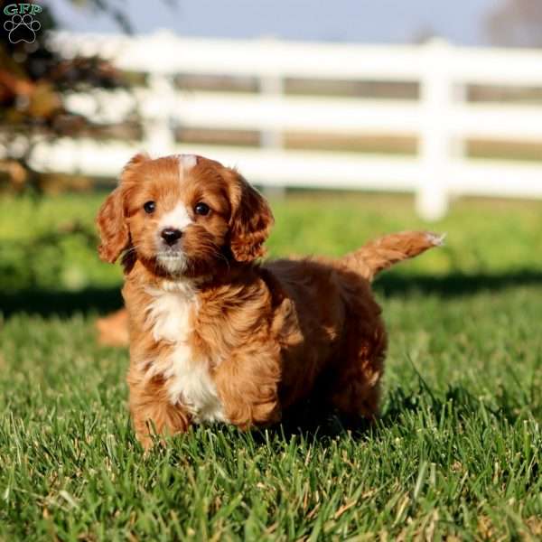 Misty, Cavapoo Puppy