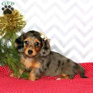 Misty – Mini, Dachshund Puppy