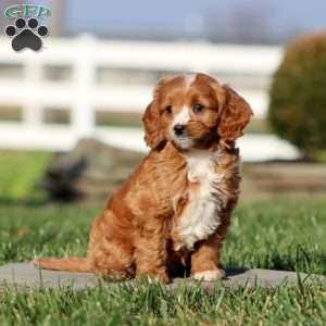 Misty, Cavapoo Puppy