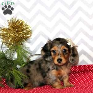 Misty – Mini, Dachshund Puppy