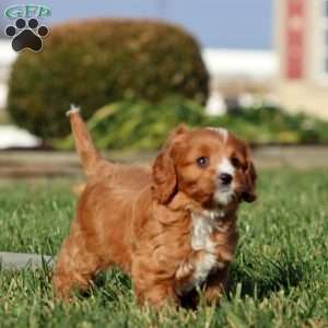 Misty, Cavapoo Puppy