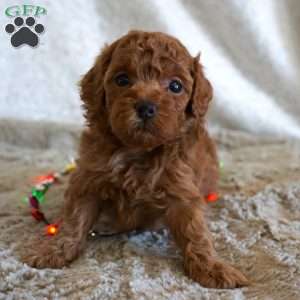 Mitch, Toy Poodle Puppy