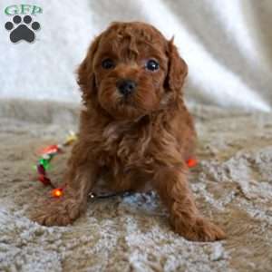 Mitch, Toy Poodle Puppy