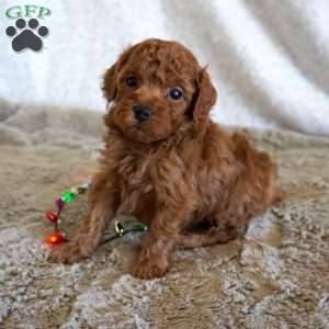 Mitch, Toy Poodle Puppy