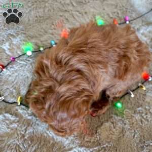 Mitch, Toy Poodle Puppy