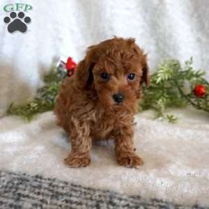 Mitch, Toy Poodle Puppy