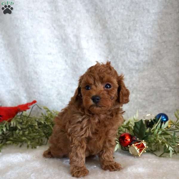 Mitch, Toy Poodle Puppy