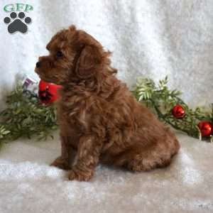 Mitch, Toy Poodle Puppy