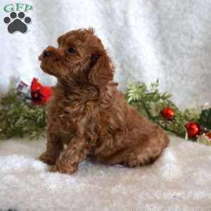 Mitch, Toy Poodle Puppy