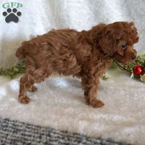 Mitch, Toy Poodle Puppy