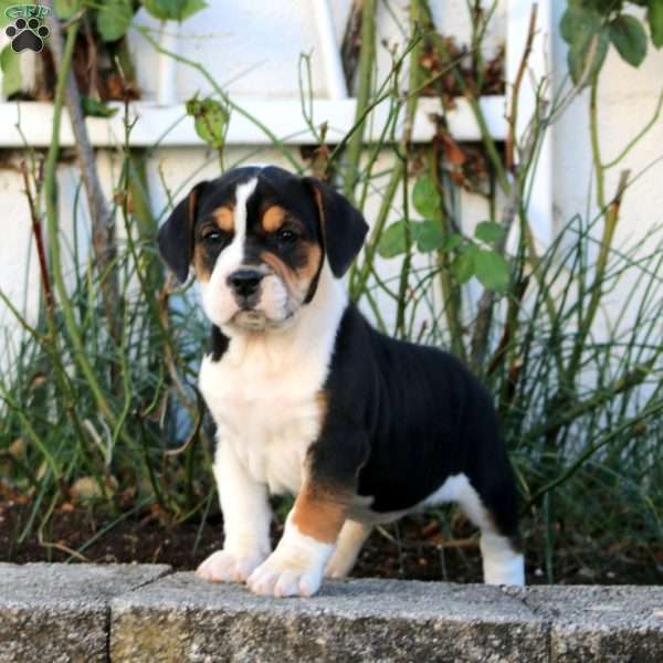 Mitzy, Beabull Puppy