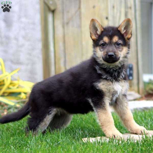 Mitzy, German Shepherd Puppy