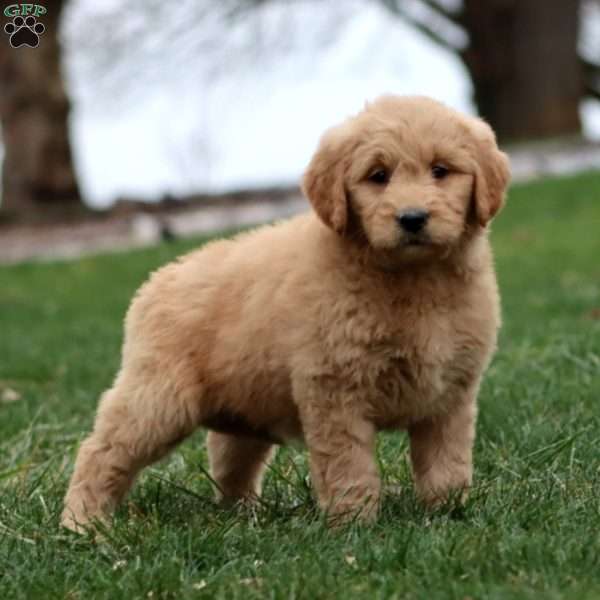 Mitzy, Goldendoodle Puppy
