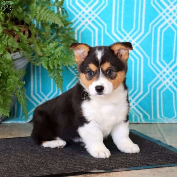 Mitzy, Pembroke Welsh Corgi Puppy