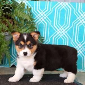 Mitzy, Pembroke Welsh Corgi Puppy