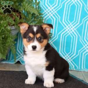 Mitzy, Pembroke Welsh Corgi Puppy