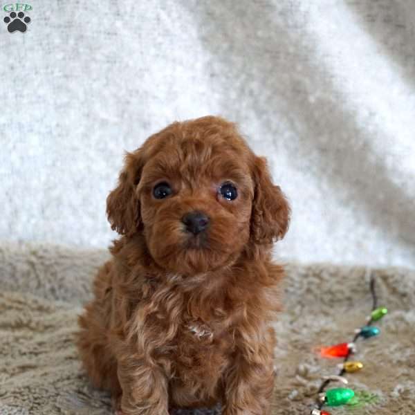 Mitzy, Toy Poodle Puppy
