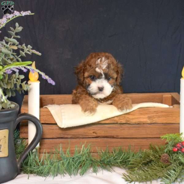 Mocha Chip, Shih-Poo Puppy