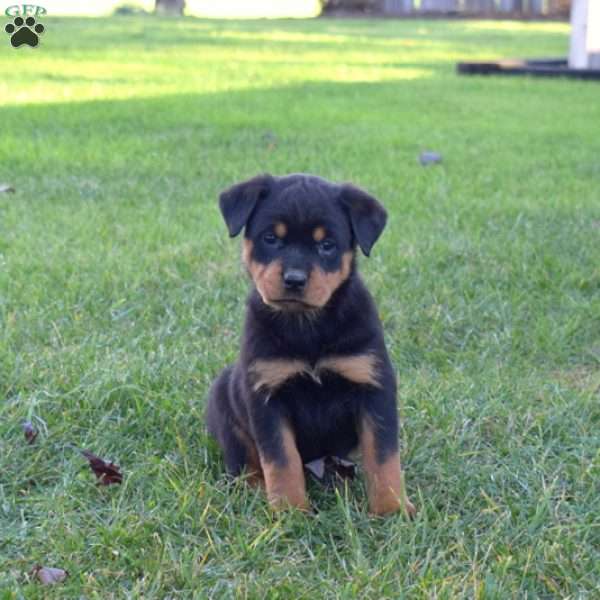 Mocha, Rottweiler Puppy