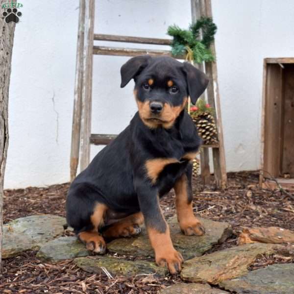 Mocha, Rottweiler Puppy