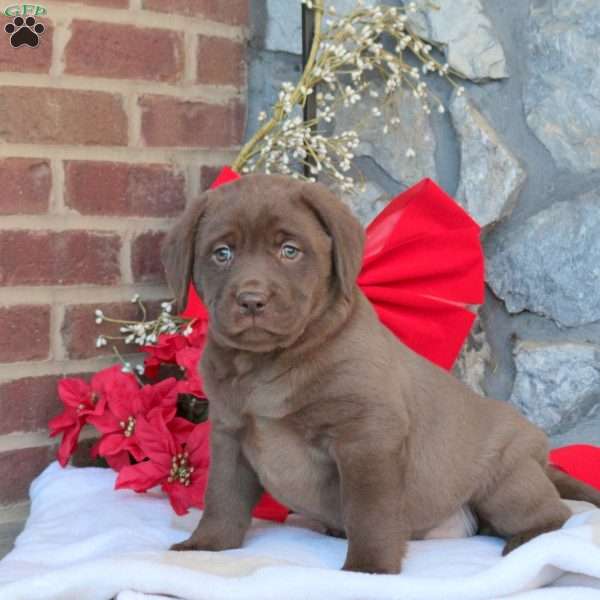 Mocha, Chocolate Labrador Retriever Puppy