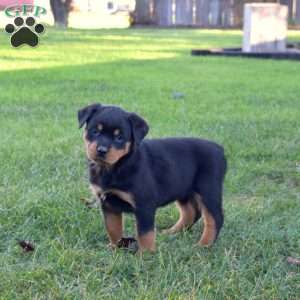 Mocha, Rottweiler Puppy