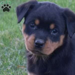 Mocha, Rottweiler Puppy