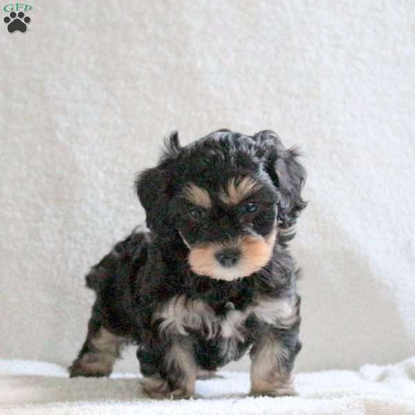 Mocha, Cavapoo Puppy