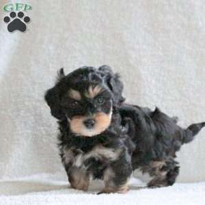 Mocha, Cavapoo Puppy