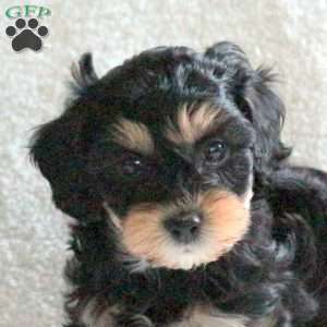 Mocha, Cavapoo Puppy