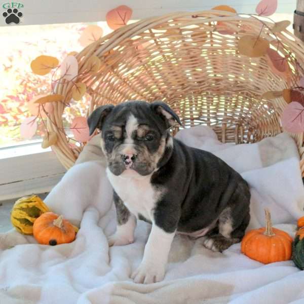 Moe, EngAm Bulldog Puppy