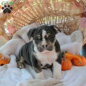 Moe, EngAm Bulldog Puppy