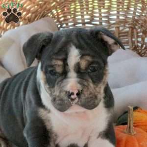 Moe, EngAm Bulldog Puppy