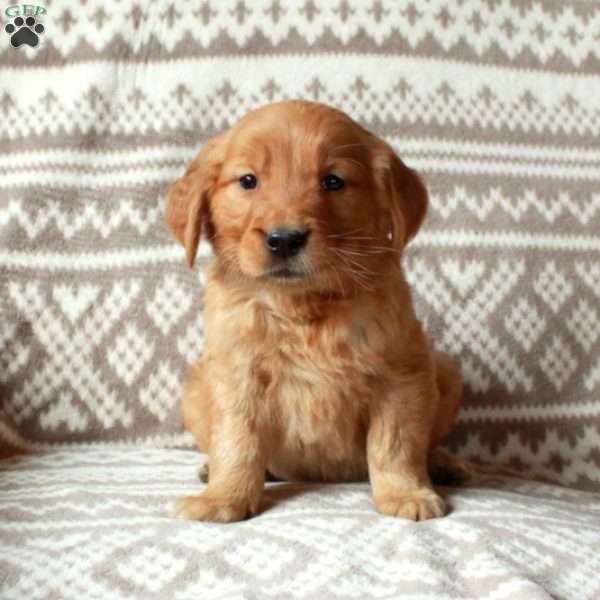 Molly, Golden Retriever Puppy